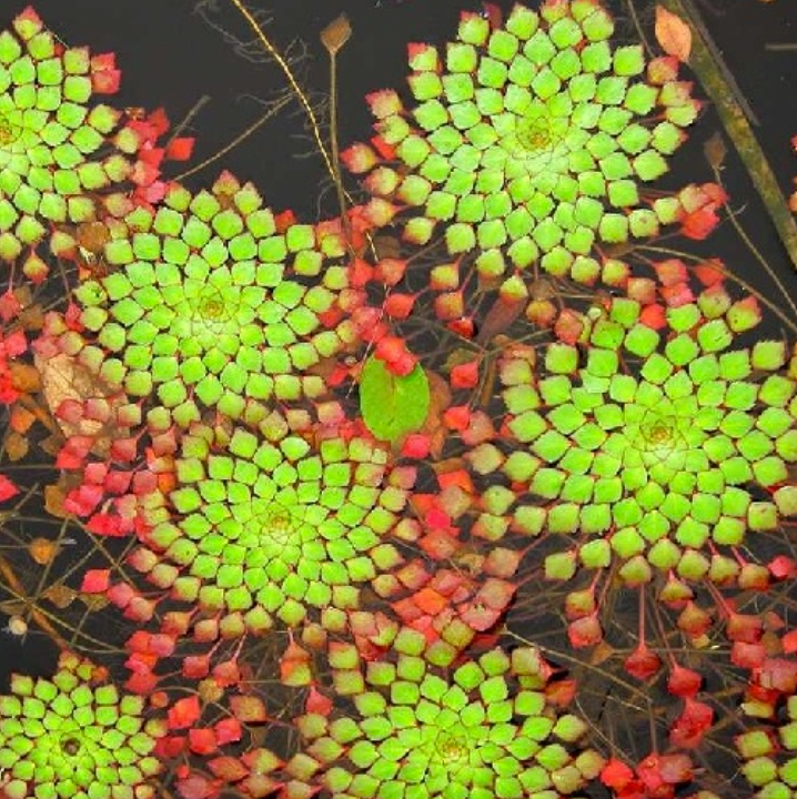 Mosaic Plant – Floating Plant/Marginal