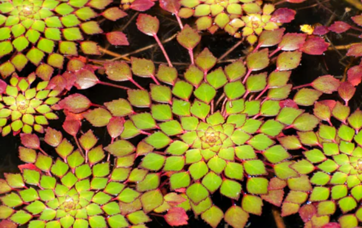 Mosaic Plant – Floating Plant/Marginal