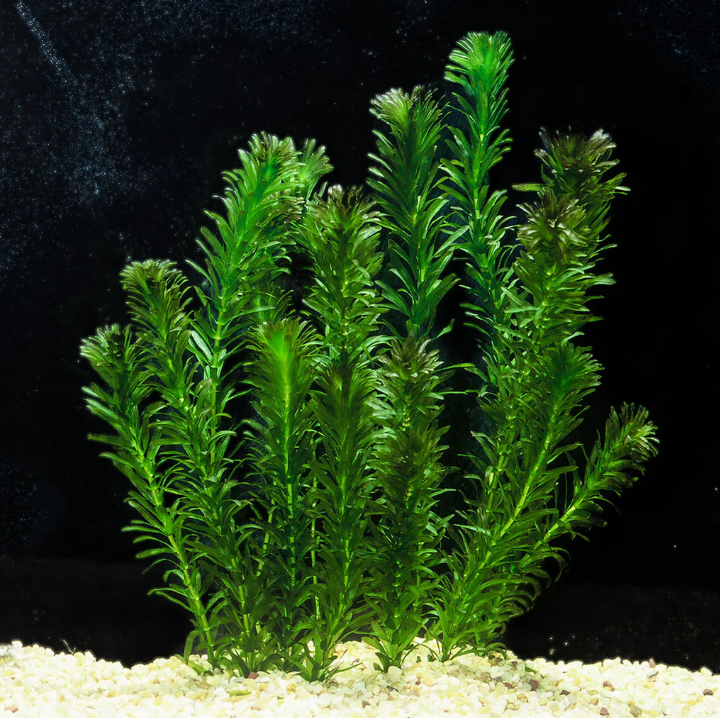 Anacharis – Submerged Plant (Set of 10)
