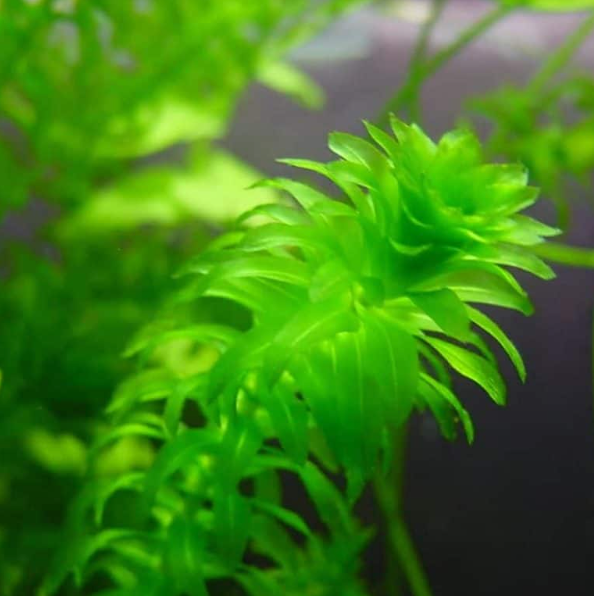 Anacharis – Submerged Plant (Set of 10)