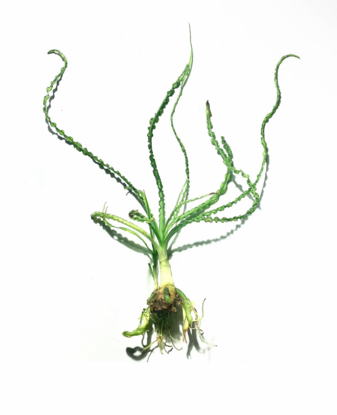 Crinum Calamistratum – Aquarium Plant