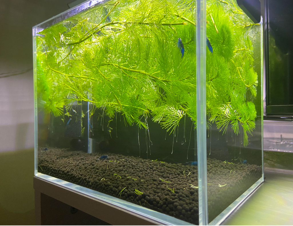 Hornwort – Submerged Plant (Small Ziplock Bag Full)