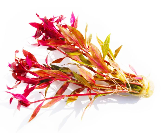 Alternanthera Reineckii “Variegated” – Submerged Plant
