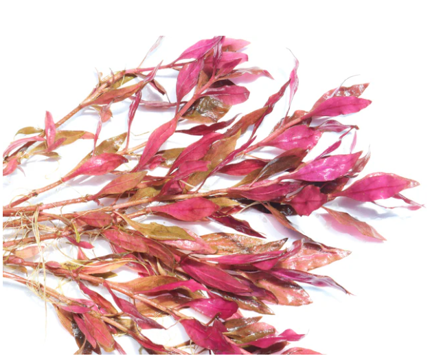 Alternanthera Reineckii “Variegated” – Submerged Plant