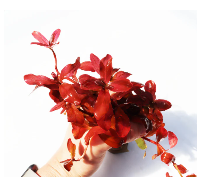 Ammania Gracilis – Submerged Plant