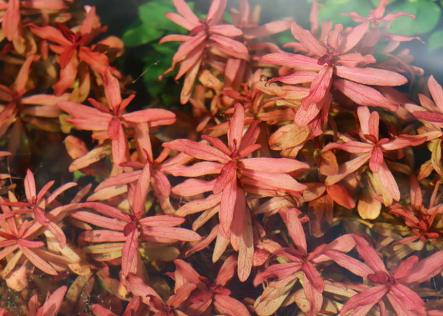 Ammania Gracilis – Submerged Plant