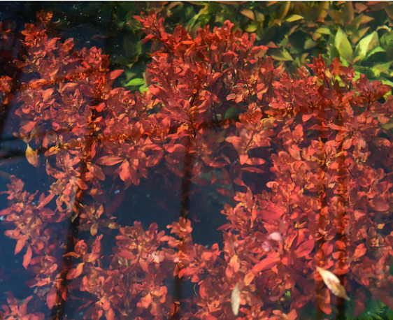 Ammania Gracilis – Submerged Plant