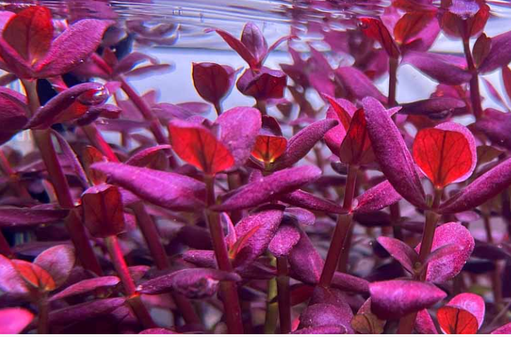 Bacopa “Purple” Salzmannii – Submerged/Stem Plant