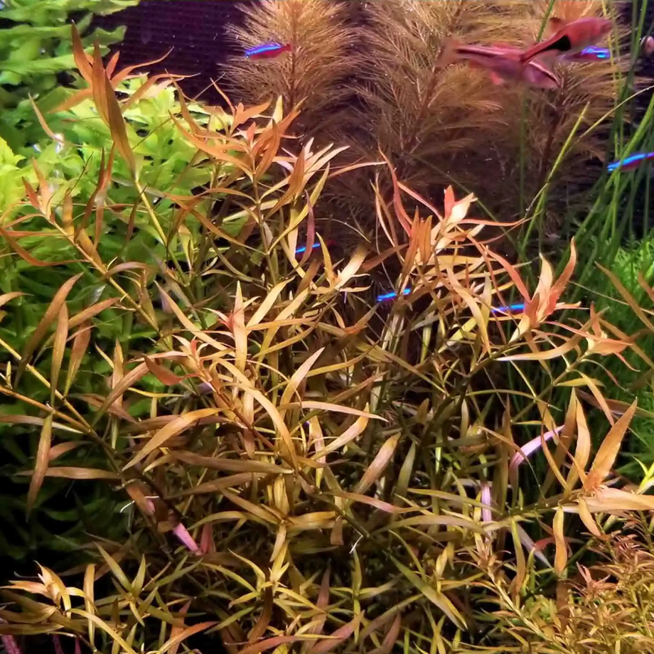 Hygrophila Cordata “Red” – Submerged/Stem Plant