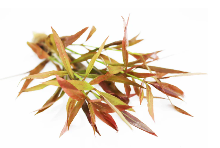 Hygrophila Cordata “Red” – Submerged/Stem Plant