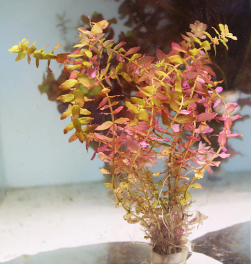 Rotala Macrandra “Small Leaf” – Submerged/Stem Plant