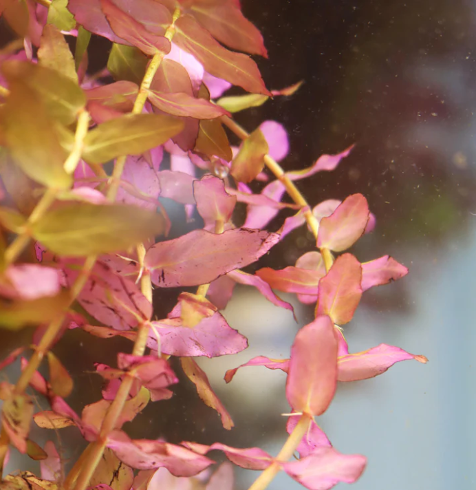 Rotala Macrandra “Small Leaf” – Submerged/Stem Plant
