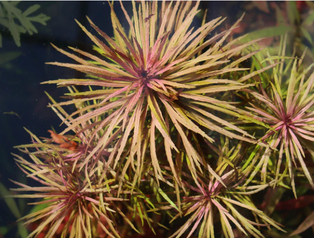 Eusteralis Stellata – Submerged/Stem Plant