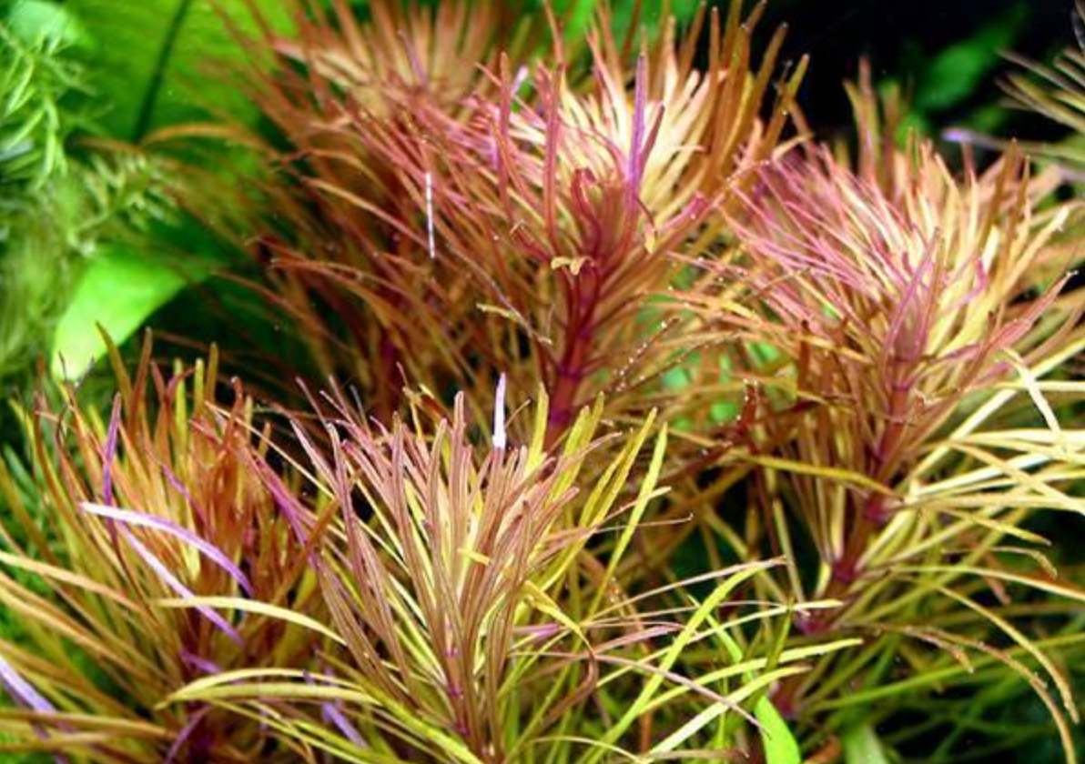 Eusteralis Stellata – Submerged/Stem Plant