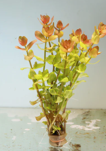 Bacopa Caroliniana “Yellow Flame” – Submerged/Stem Plant
