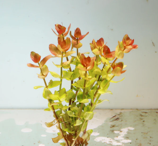 Bacopa Caroliniana “Yellow Flame” – Submerged/Stem Plant