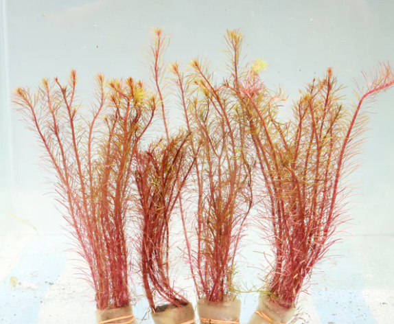 Rotala Mexicana – Submerged/Stem Plant