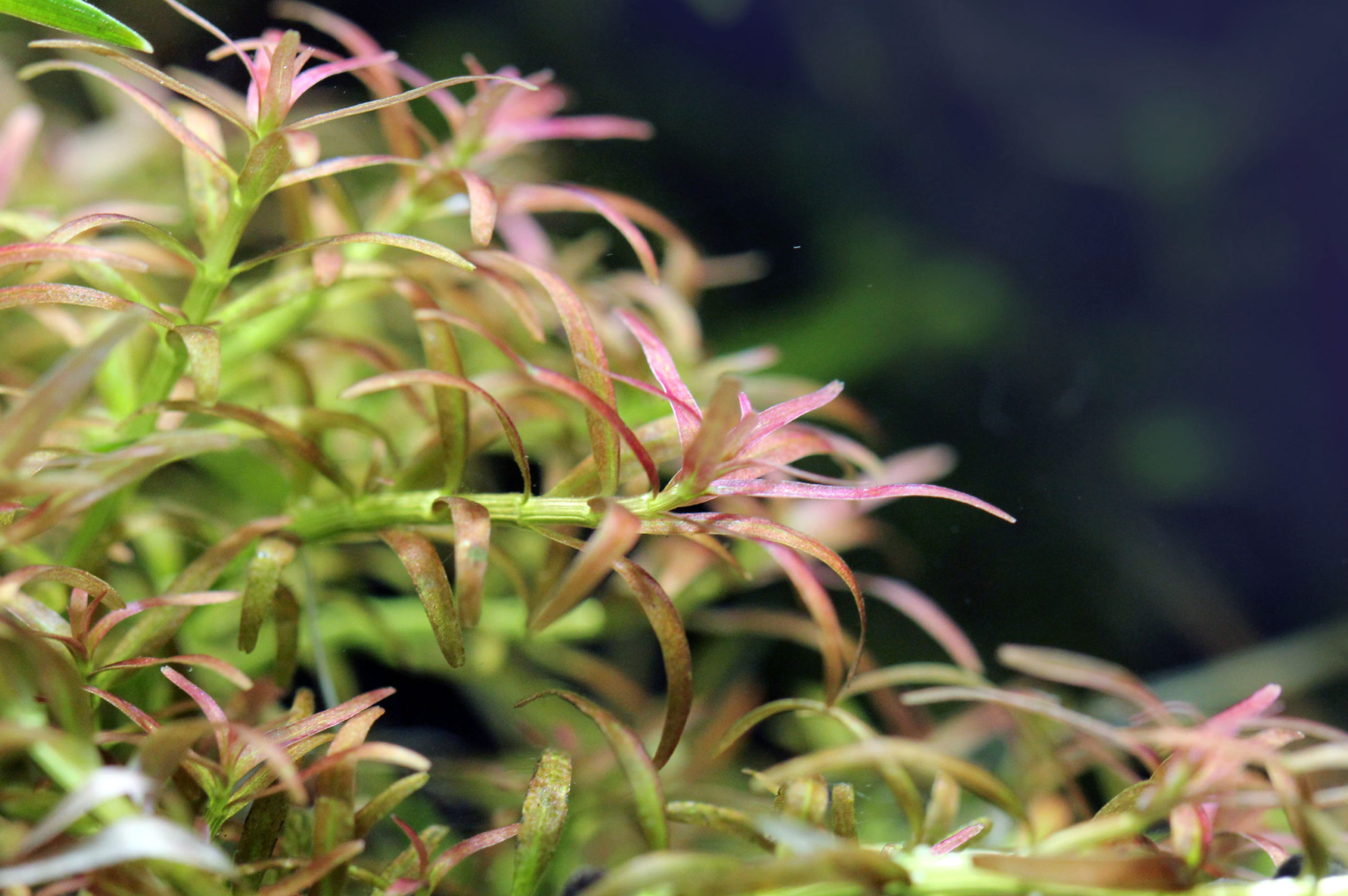 Rotala Mexicana – Submerged/Stem Plant