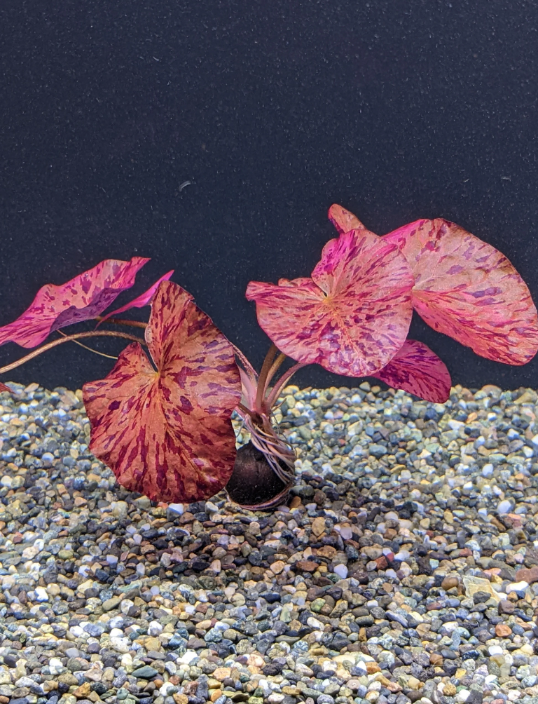 Red Tiger Lotus – Aquarium Plant (1 Live Plant)