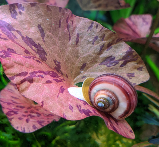 Red Tiger Lotus – Aquarium Plant (1 Live Plant)