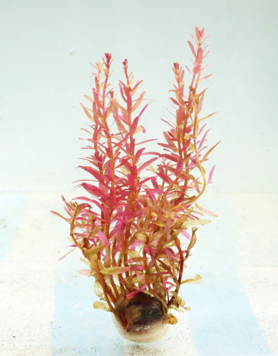 Rotala Rotundifolia “Red” – Submerged/Stem Plant