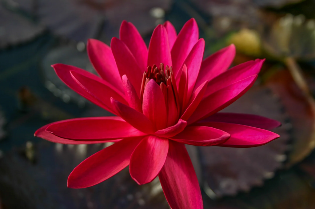 Nymphaea ‘Red Flare’ – Tropical Water Lily/Night Bloomer
