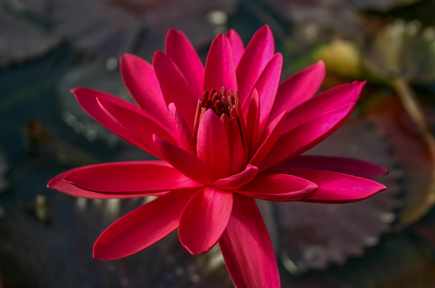 Nymphaea ‘Red Flare’ – Tropical Water Lily/Night Bloomer