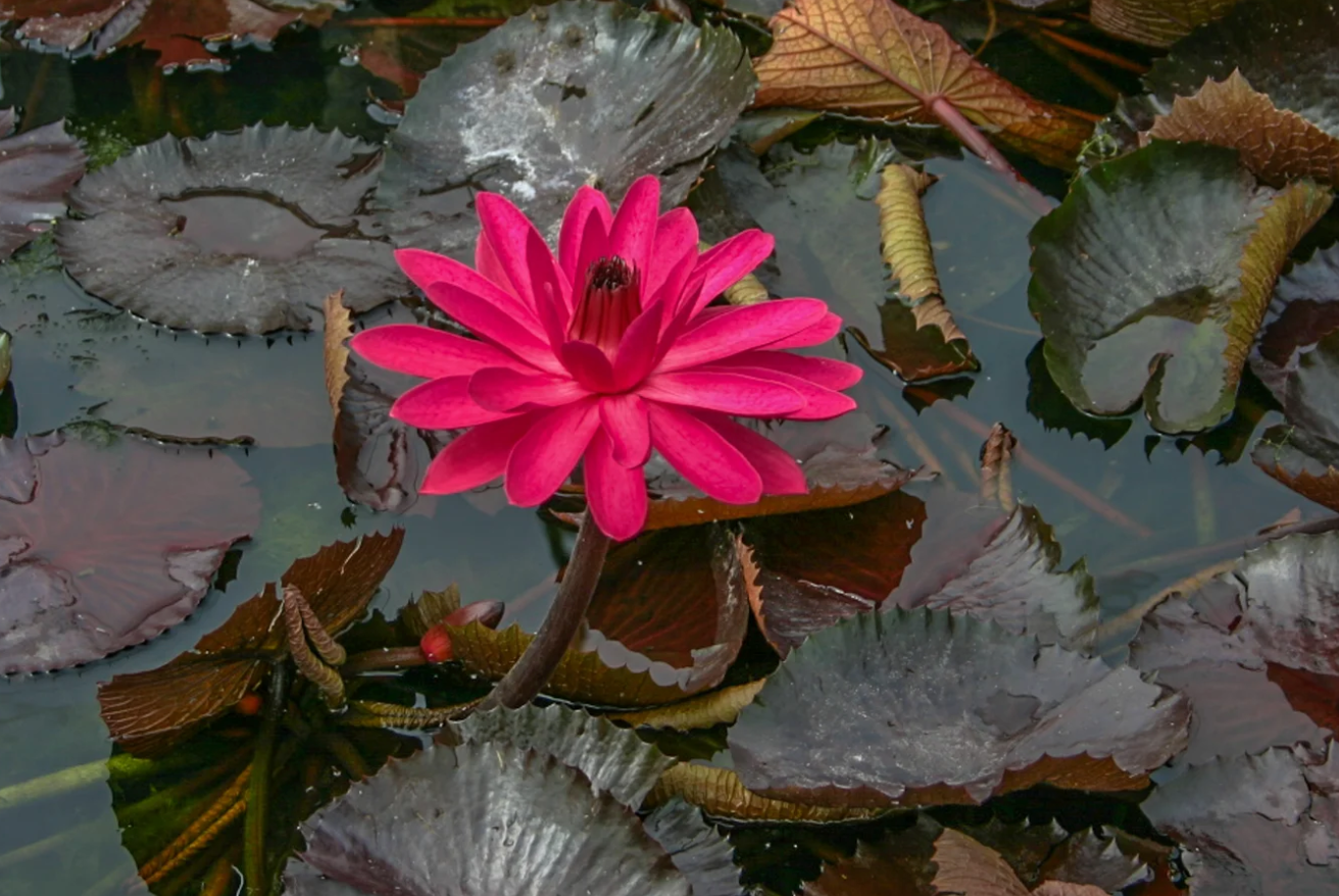 Nymphaea ‘Red Flare’ – Tropical Water Lily/Night Bloomer