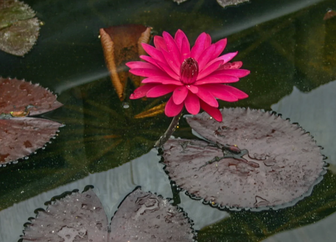 Nymphaea ‘Red Flare’ – Tropical Water Lily/Night Bloomer