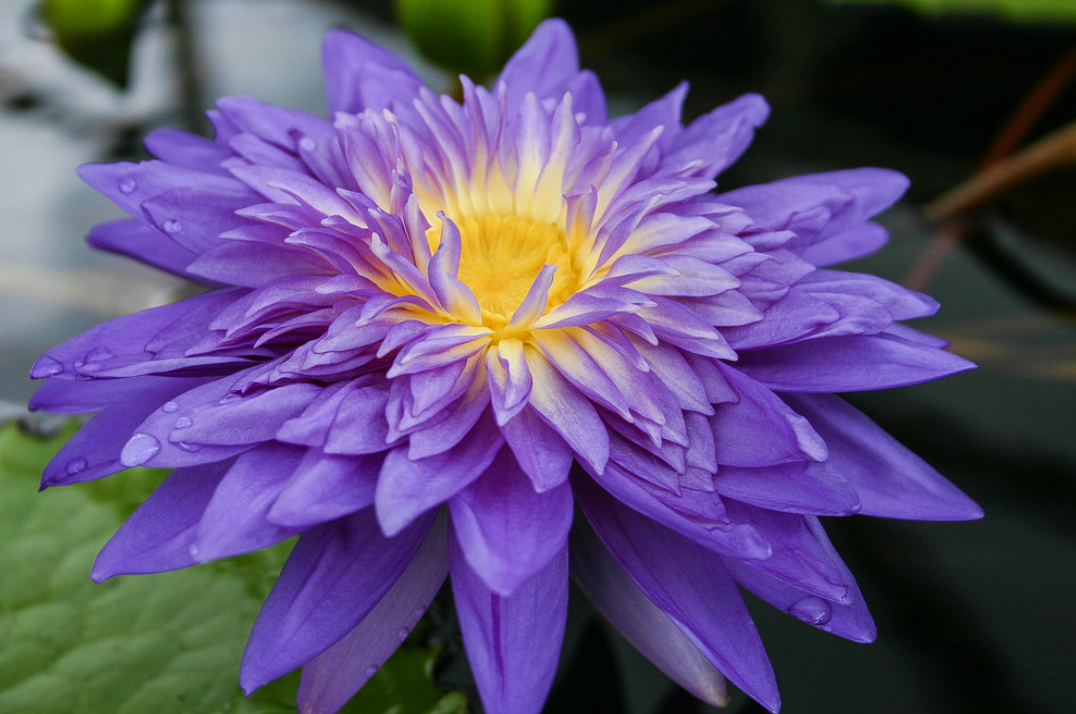 Nymphaea ‘Nakhun’ – Tropical Water Lily