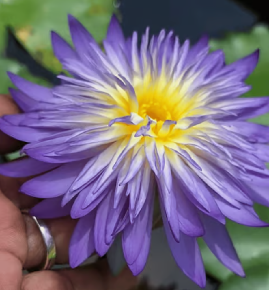Nymphaea ‘Nakhun’ – Tropical Water Lily