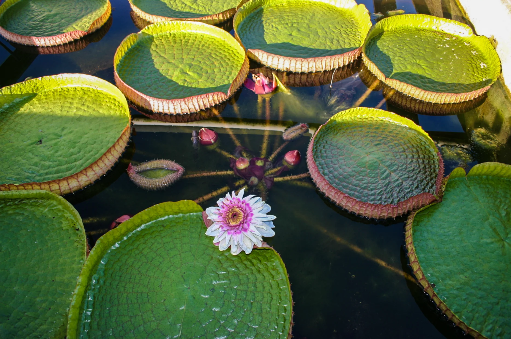 Victoria Cruziana – Giant Water Lily - RARE