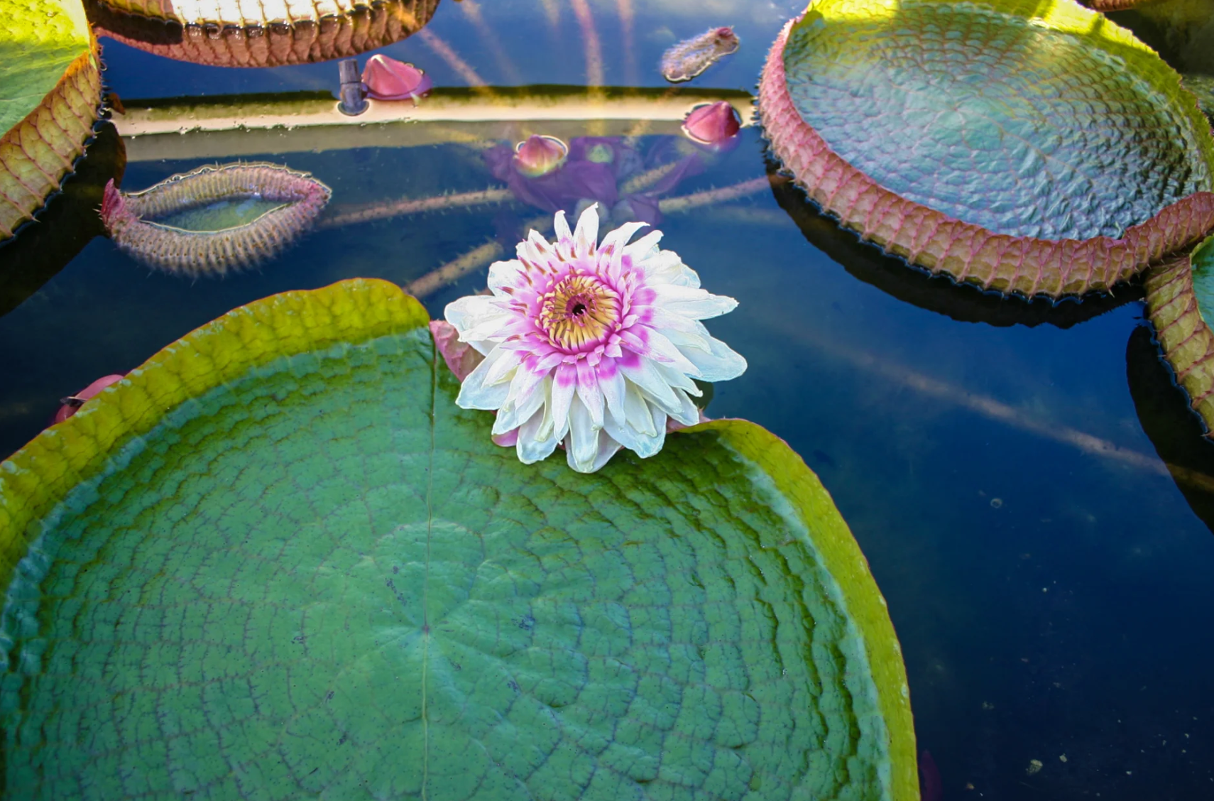 Victoria Cruziana – Giant Water Lily - RARE