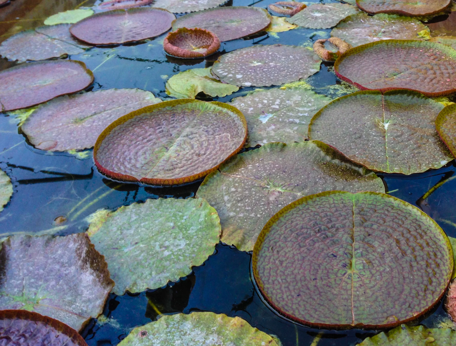 Victoria Cruziana – Giant Water Lily - RARE
