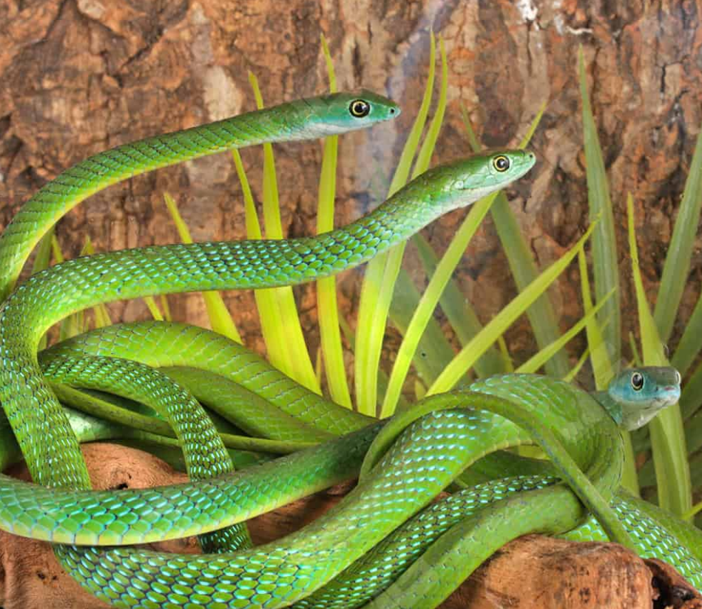 Green African Bush Snake