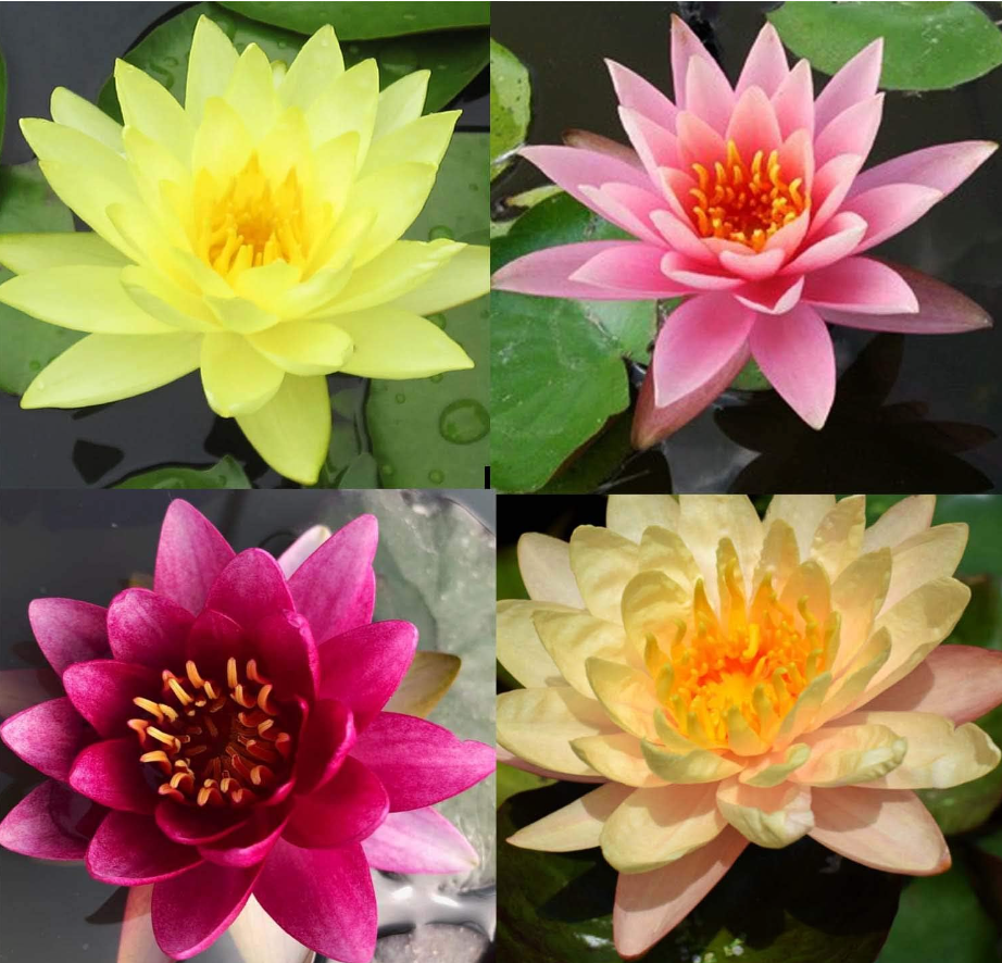 Assorted Water Lily – Unknown Mix Colors