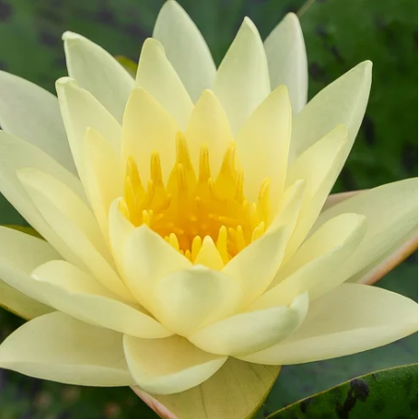 Nymphaea ‘Texas Dawn’ – Hardy Water Lily