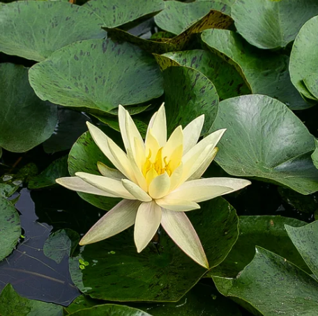 Nymphaea ‘Texas Dawn’ – Hardy Water Lily