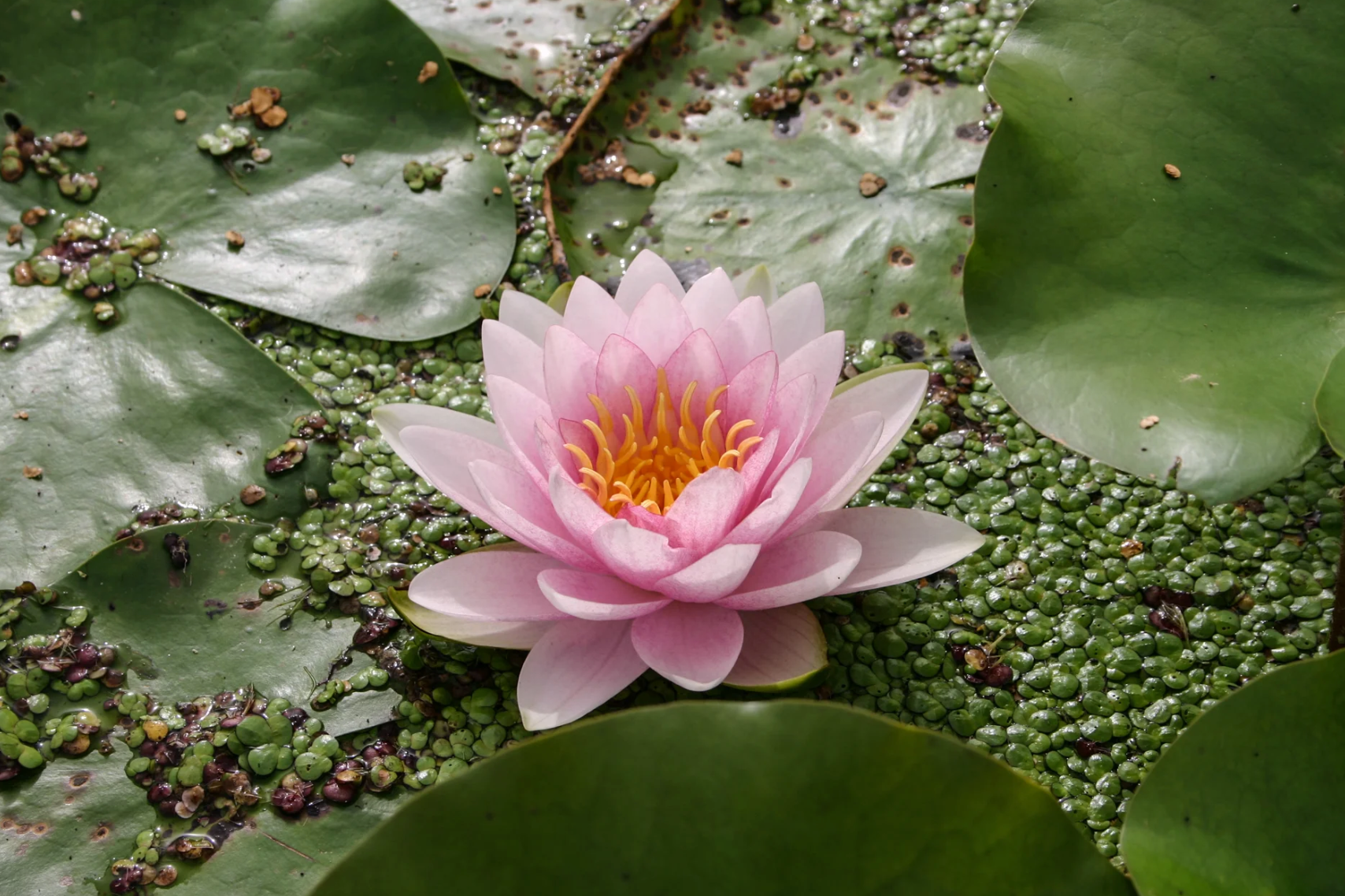 Nymphaea ‘Hollandia’ – Hardy Water Lily