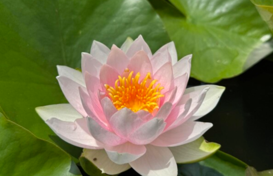 Nymphaea ‘Hollandia’ – Hardy Water Lily