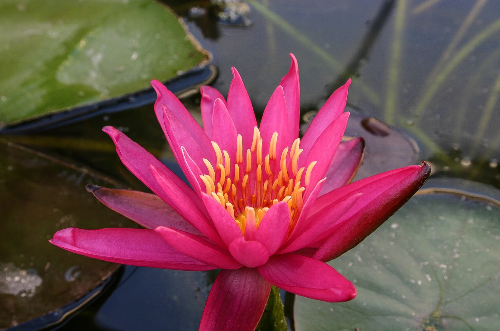 Nymphaea ‘Dallas’ – Hardy Water Lily