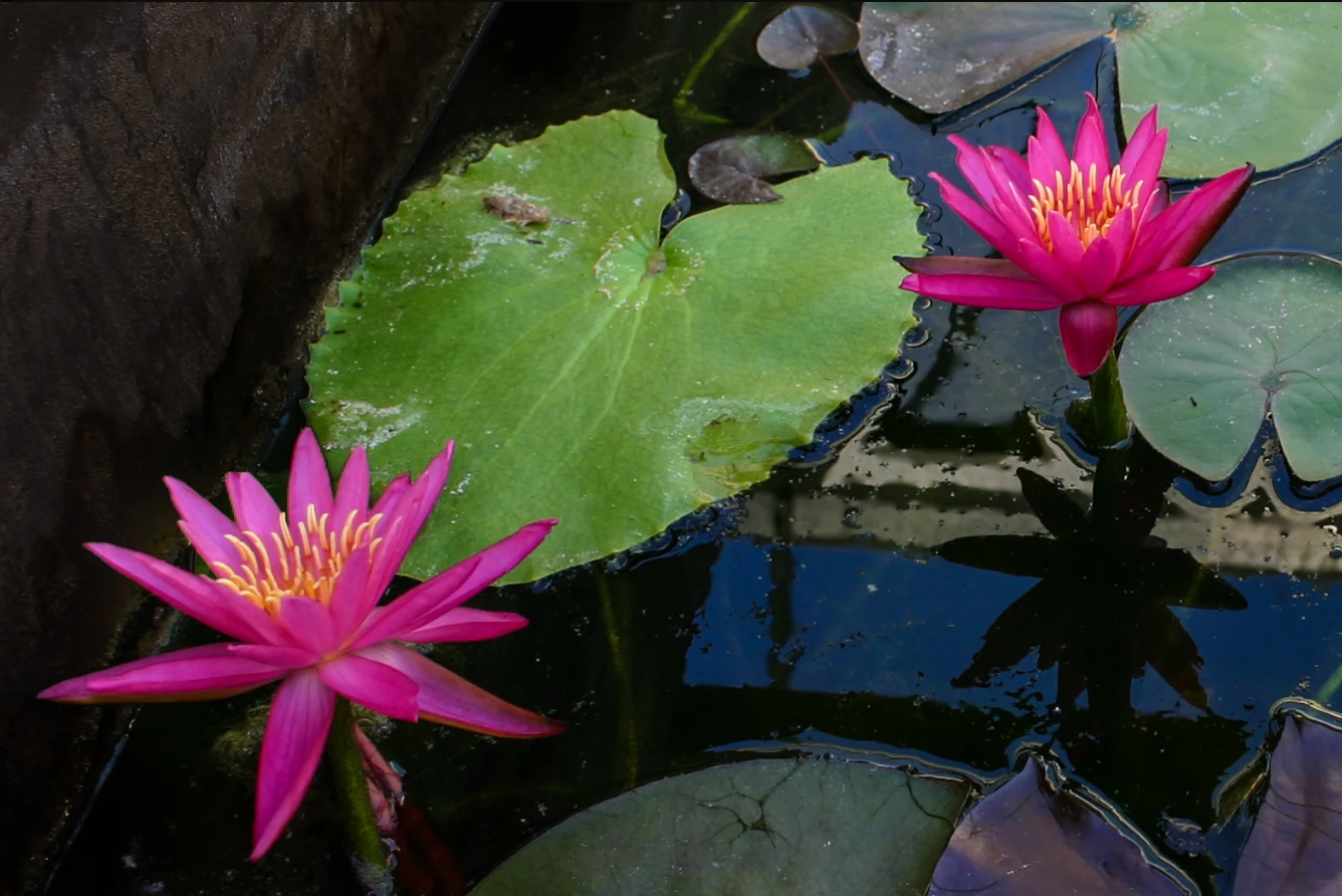 Nymphaea ‘Dallas’ – Hardy Water Lily