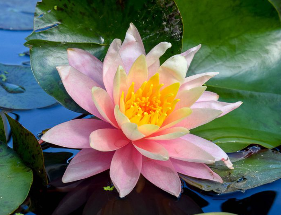 Nymphaea ‘Pink Grapefruit’ – Hardy Water Lily