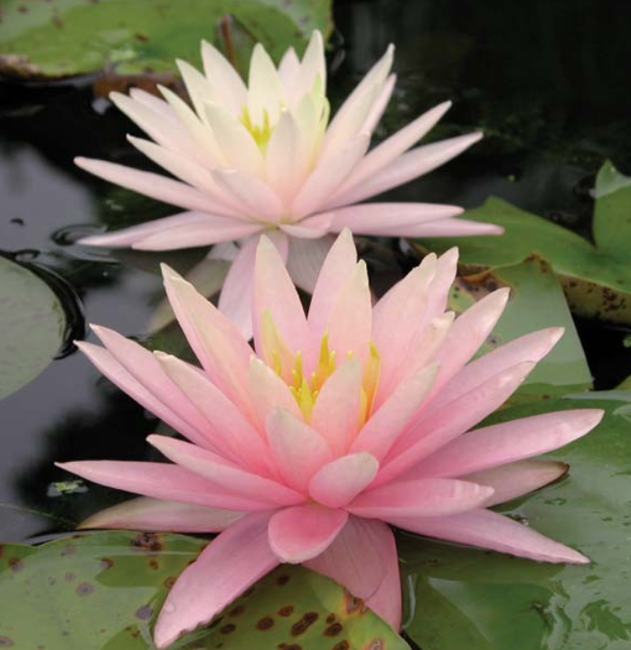 Nymphaea ‘Pink Grapefruit’ – Hardy Water Lily