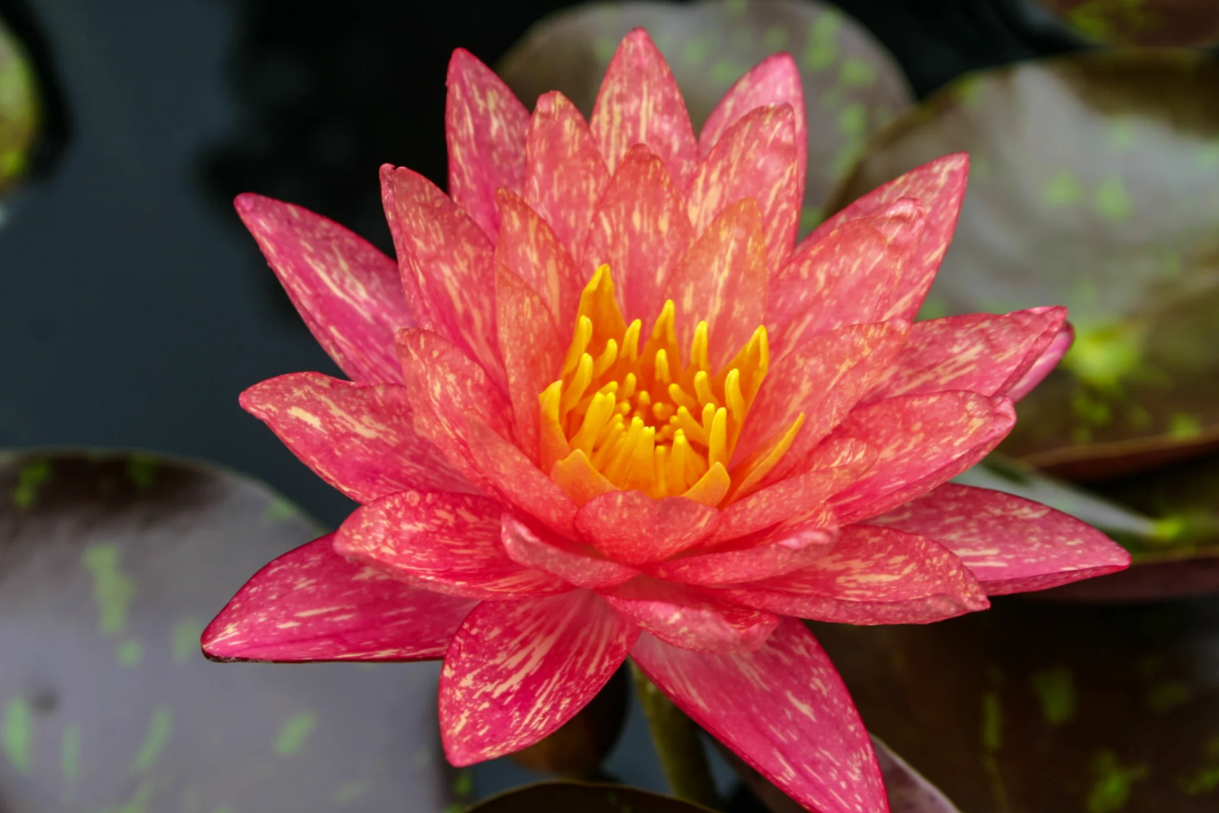 Nymphaea ‘Wanvisa’ – Hardy Water Lily