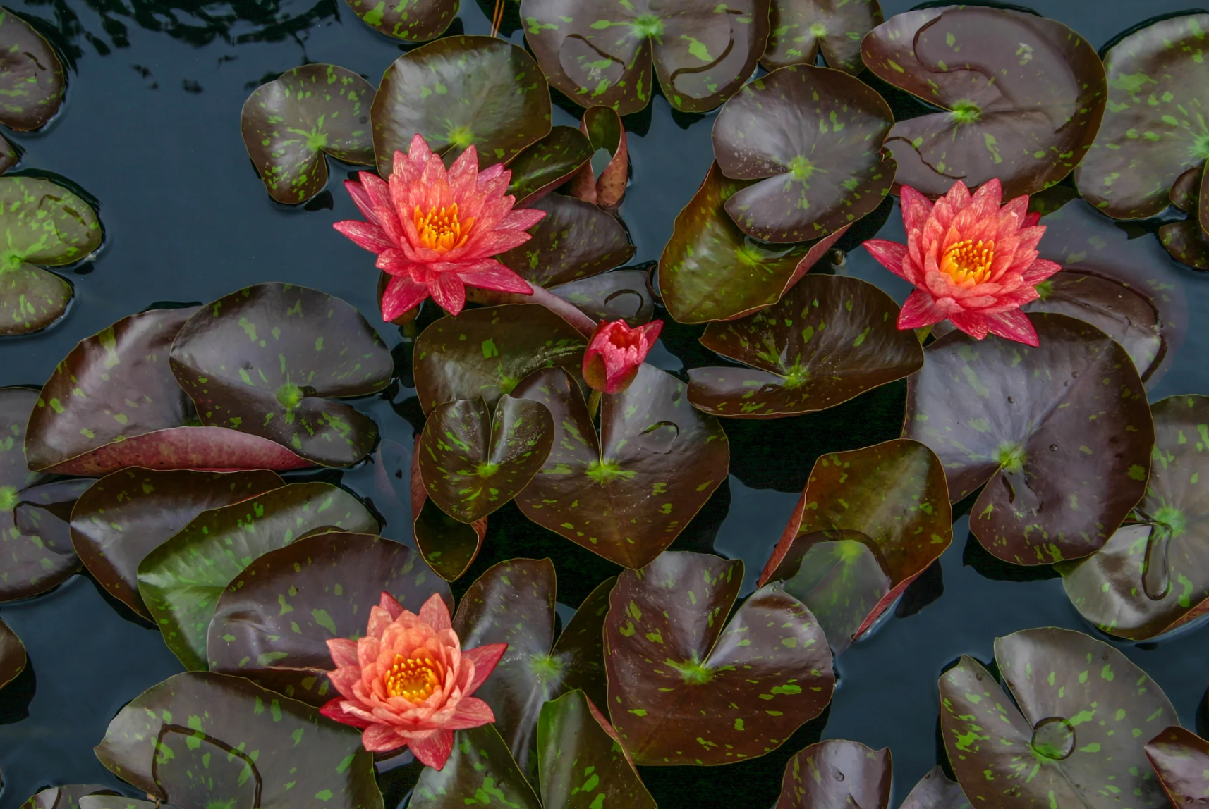 Nymphaea ‘Wanvisa’ – Hardy Water Lily