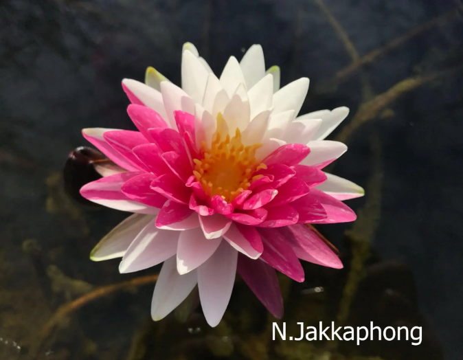 Nymphaea ‘Jakkaphong’ – Hardy Water Lily