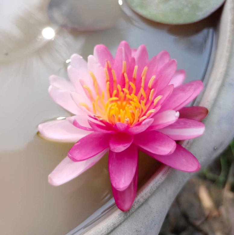 Nymphaea ‘Pimkarn’ – Hardy Water Lily