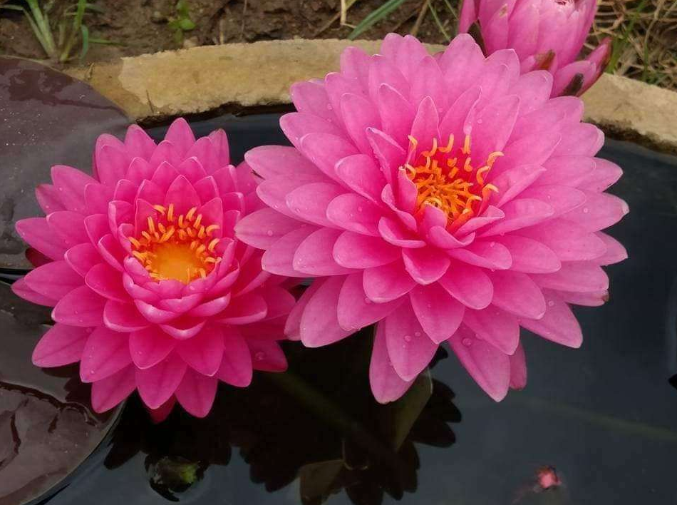 Nymphaea ‘Malikan’ – Hardy Water Lily