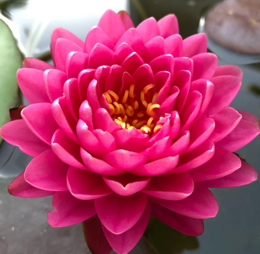 Nymphaea ‘Malikan’ – Hardy Water Lily